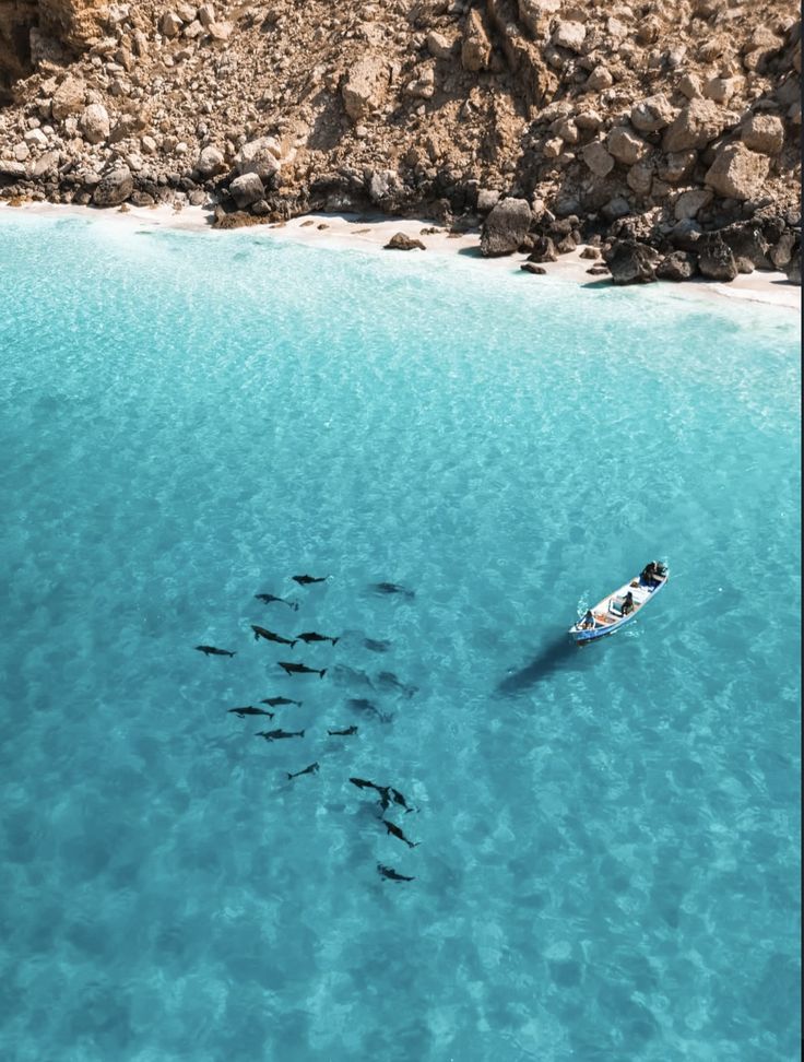 أشجار الدم: الدليل الشامل لأكثر أشجار سقطرى أيقونية